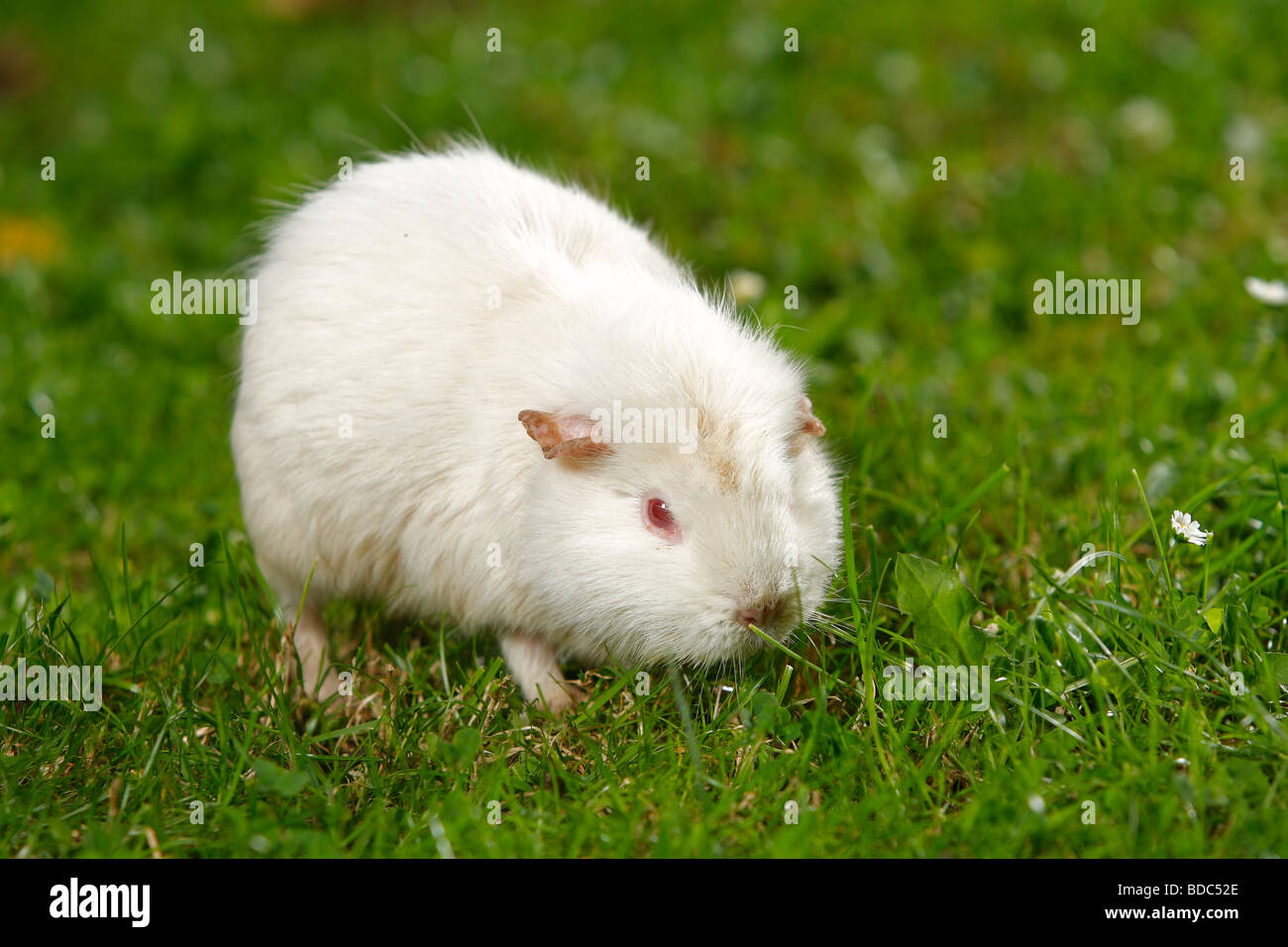 Guinea Pig 10 years old Stock Photo