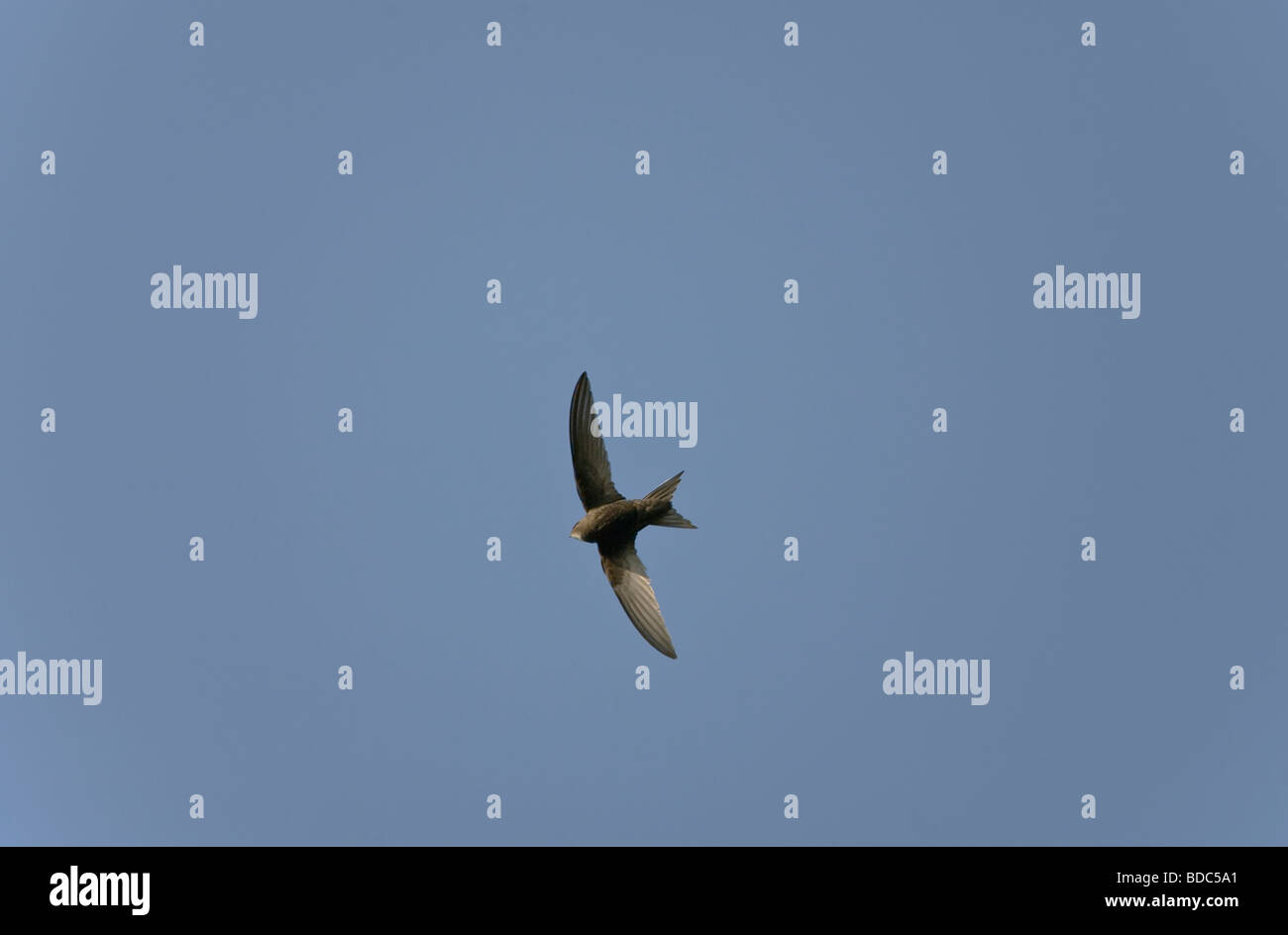 Swift Apus apus in flight against deep blue sky Stock Photo - Alamy