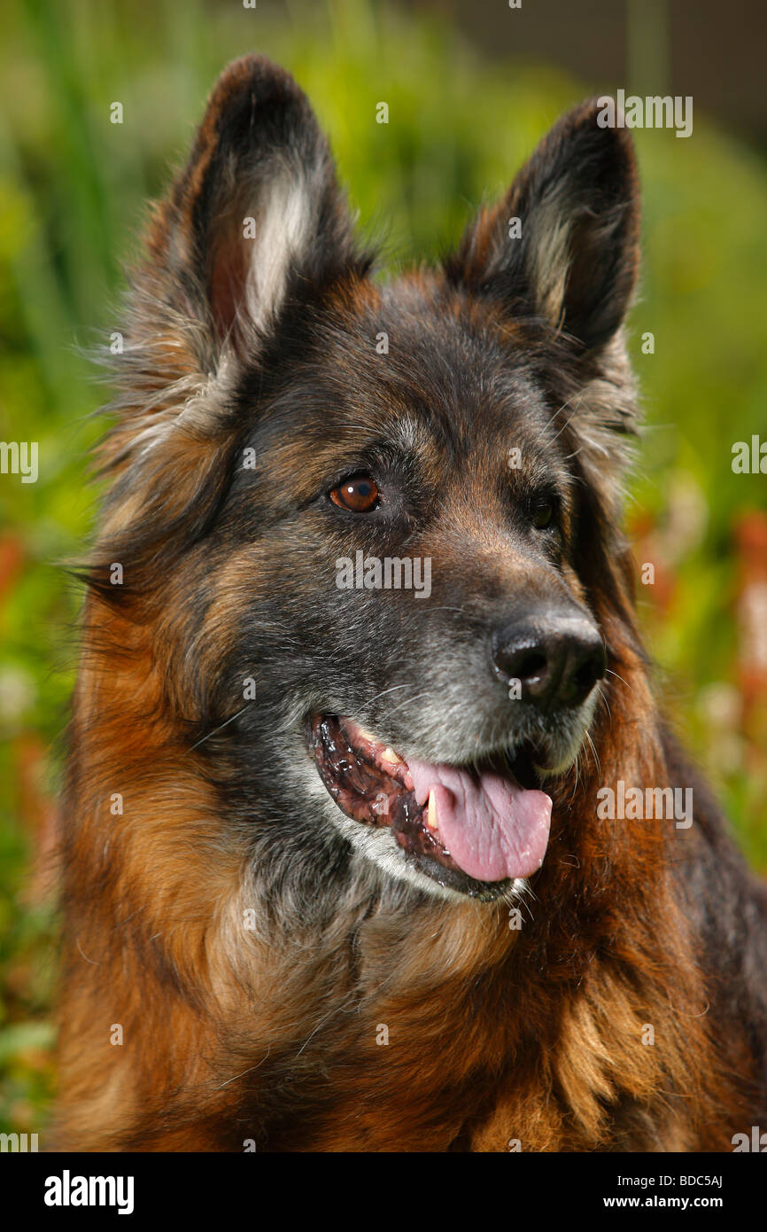 German Shepherd 11 years old Alsatian Stock Photo