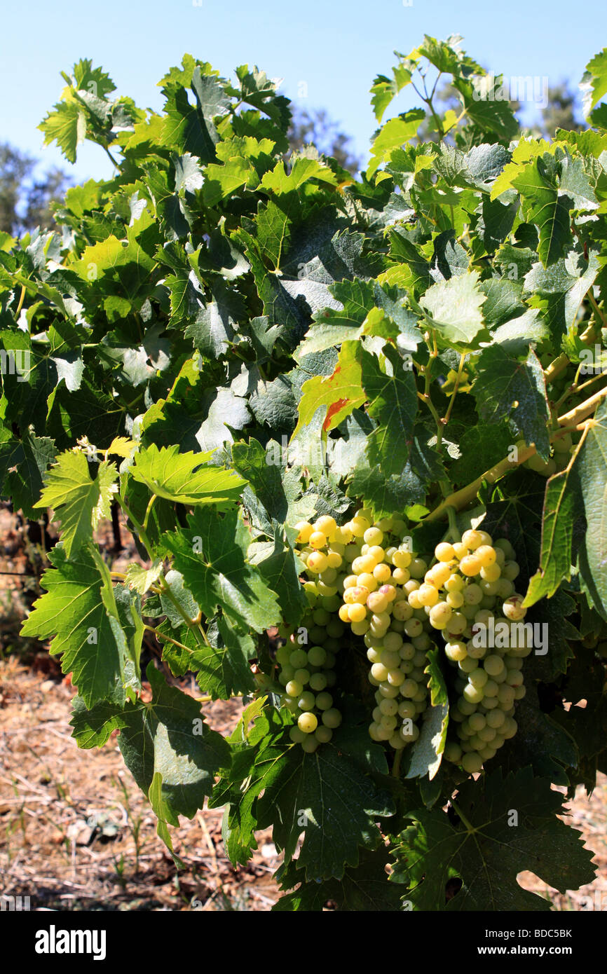 young green grapes growing on a vine in southern France in hot sunshine Stock Photo