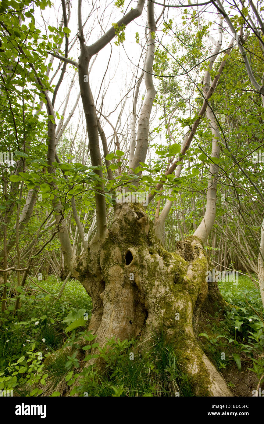 Ancient Overgrown Tree Stump, Bradfield Wood, Berkshire, UK Stock Photo