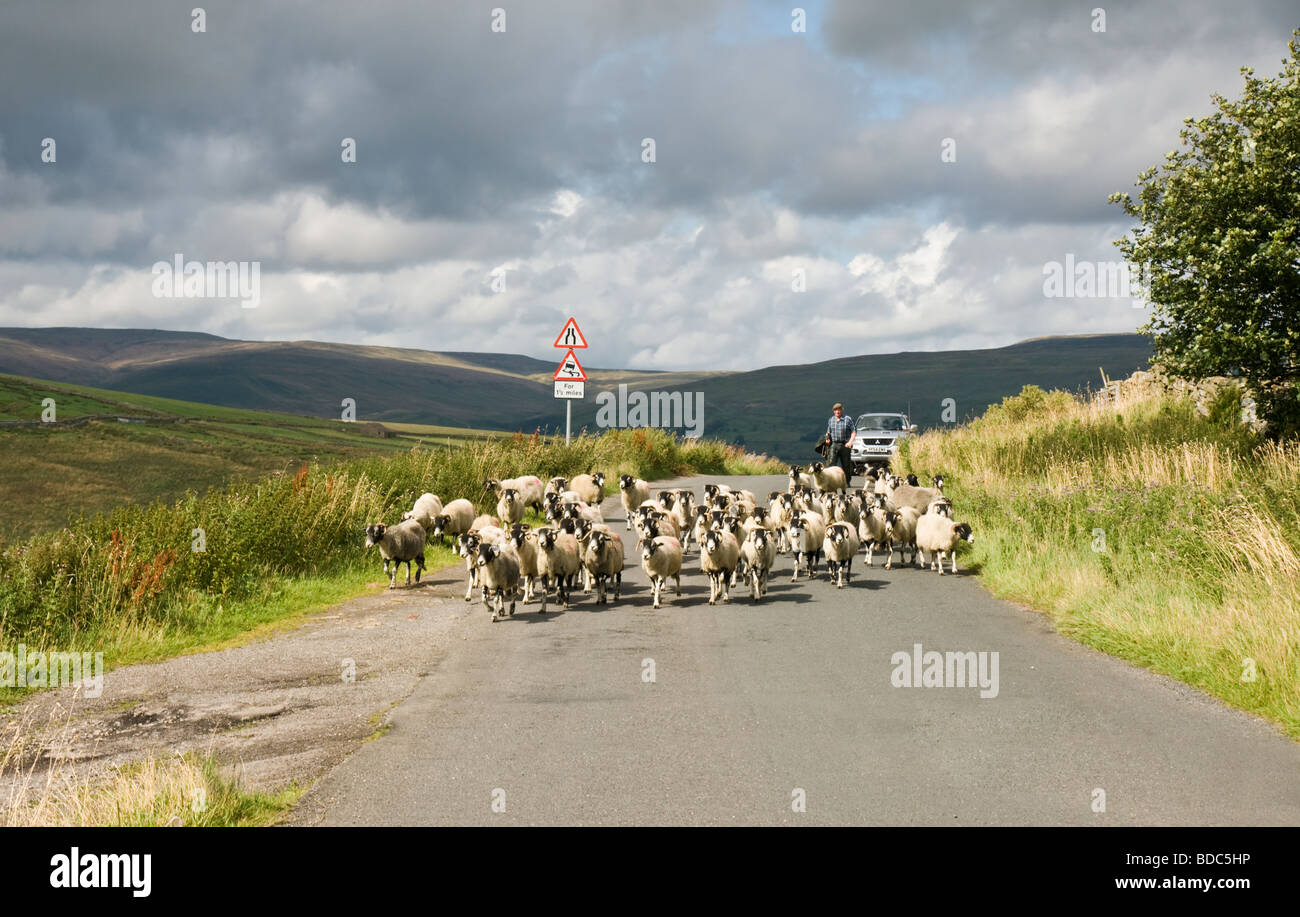 Flock of sheep being driven along the road in Sleddale, a small side dale off Wensleydale, near Hawes North Yorkshire Stock Photo