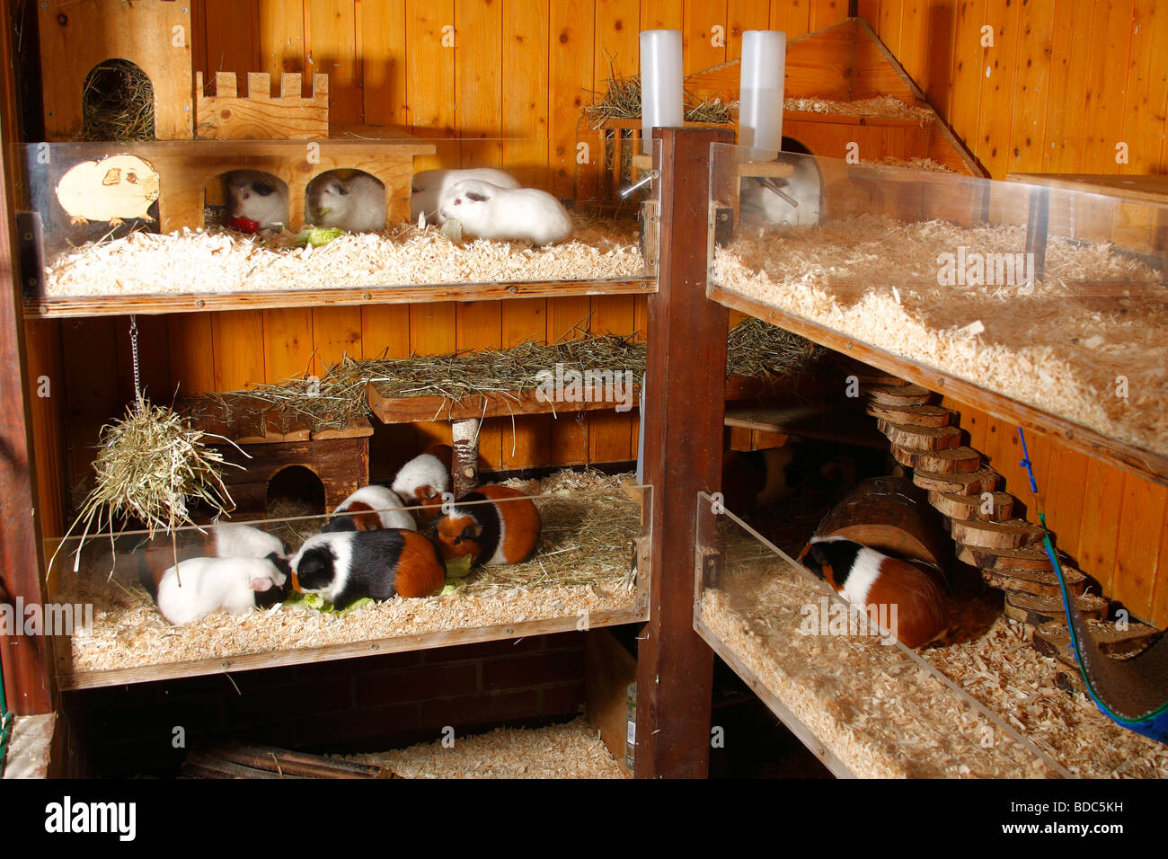 Guinea Pigs in enclosure Stock Photo