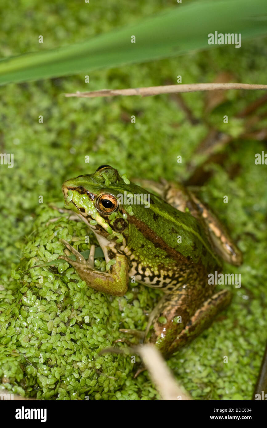 Marsh Frog (Rana ridibunda) at Walton Heath, Somerset, England,UK Stock Photo
