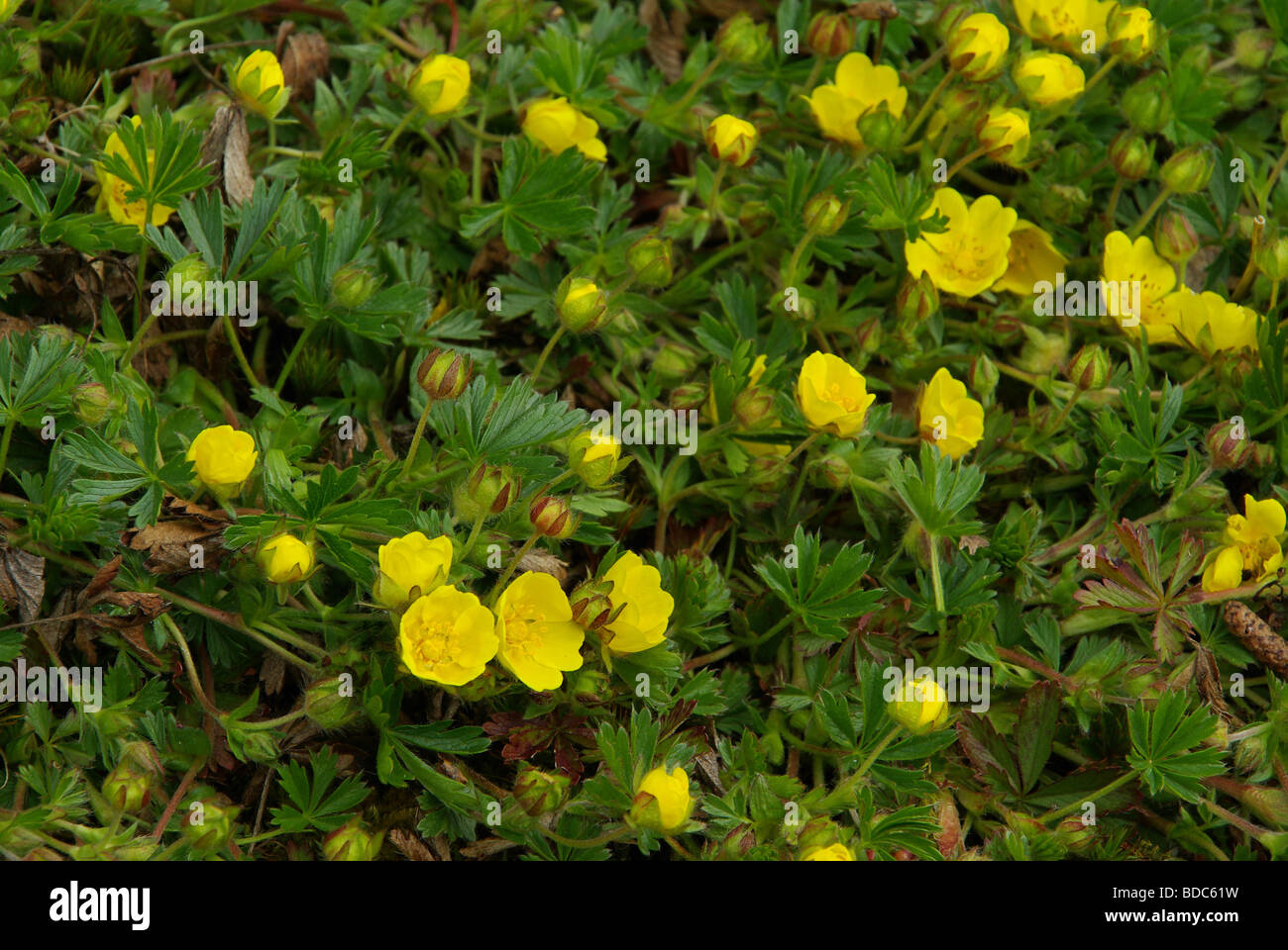 Buttercup bush hires stock photography and images Alamy