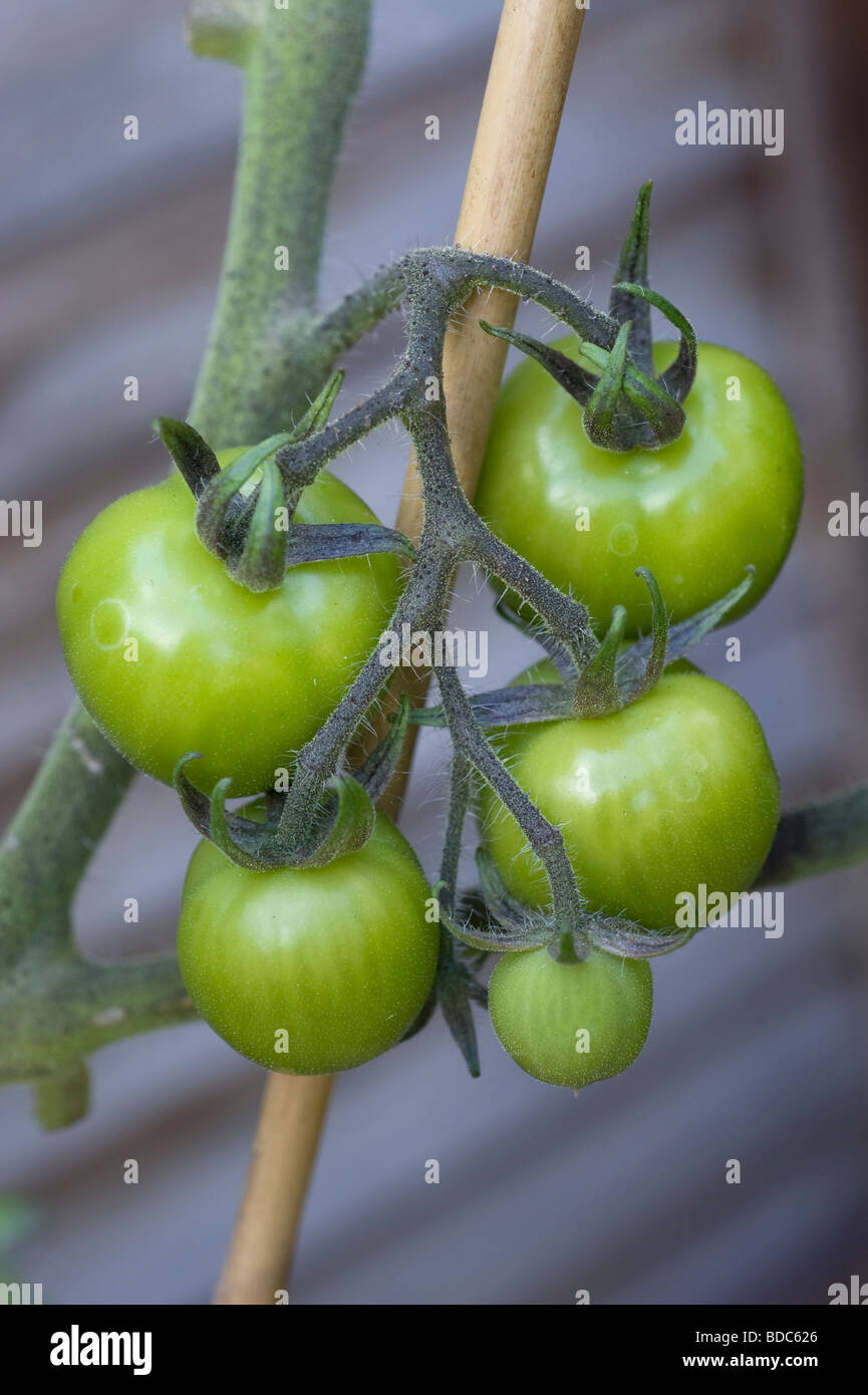 Green tomatoes hanging on a vine in a suburban back garden Stock Photo