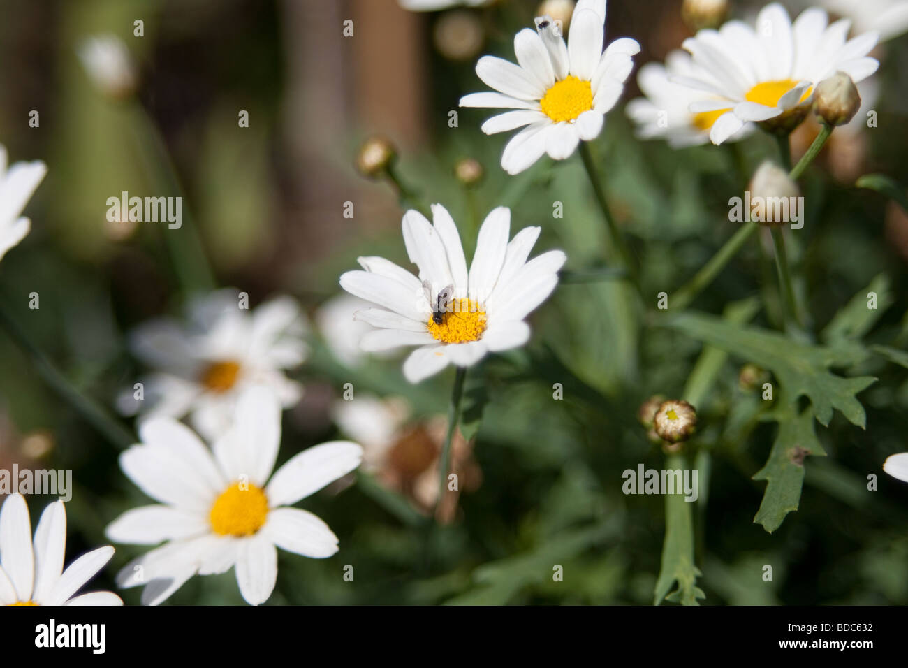 Anthomyiidae indet. sip nectar from a Daisy flower Stock Photo