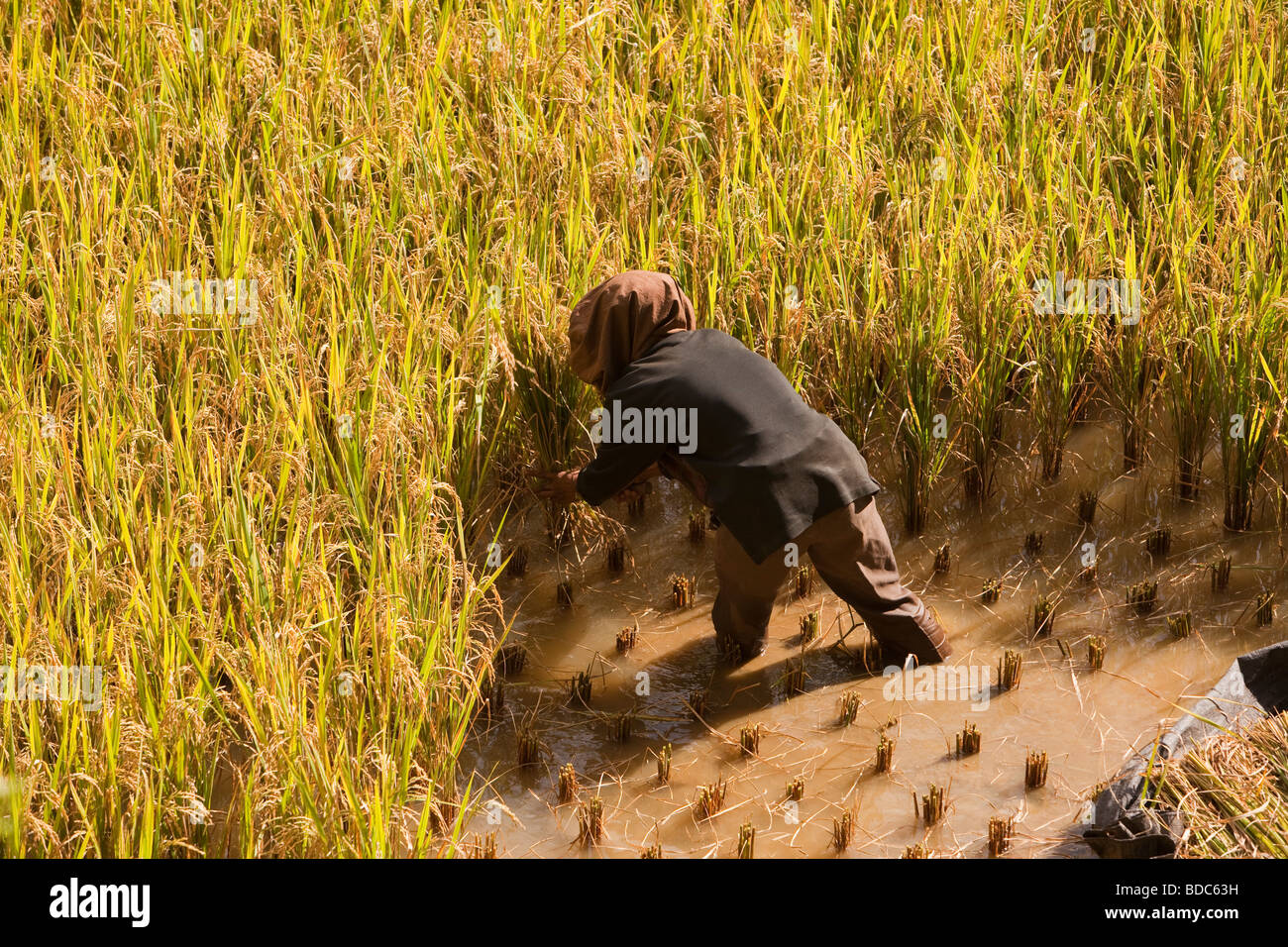 Indonesia Sulawesi Tana Toraja Londa village woman harvesting field of rice alone Stock Photo