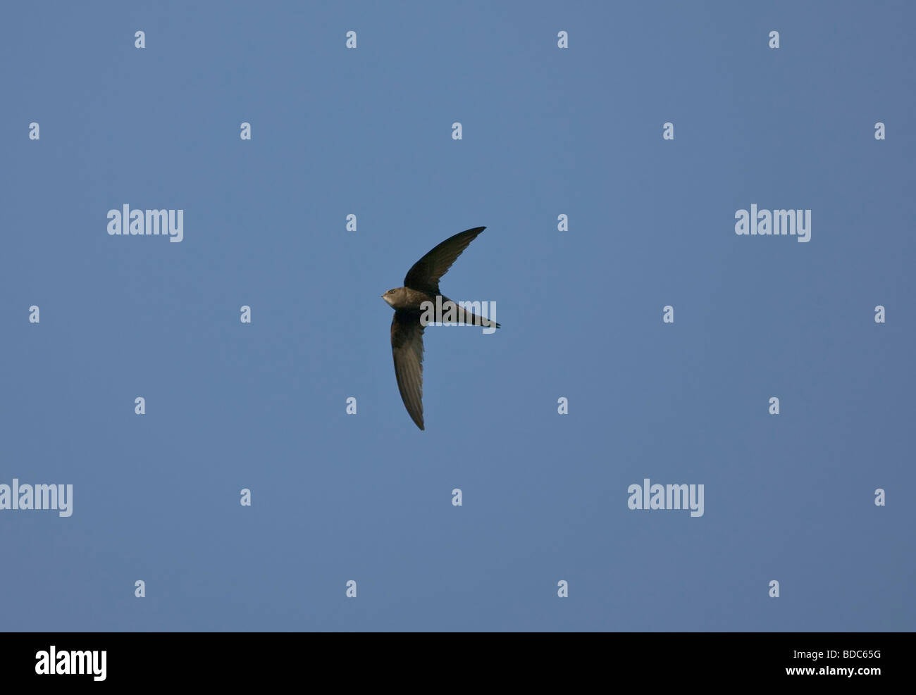 Swift Apus apus in flight against deep blue sky Stock Photo - Alamy