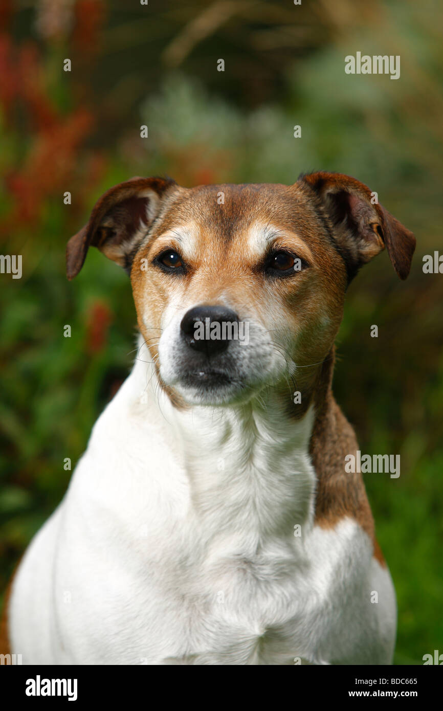 Parson Russell Terrier 9 years old Stock Photo