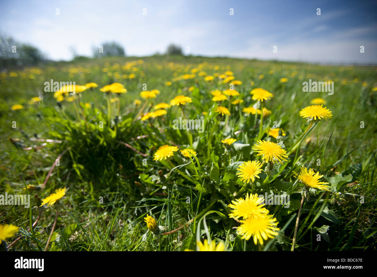 Closeup of Dandelions Stock Photo Alamy