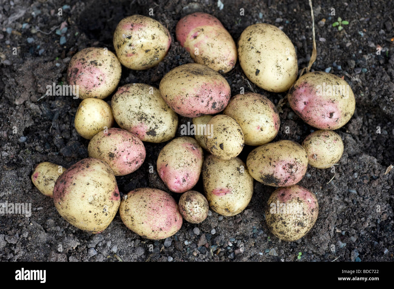 Potato king edward hi-res stock photography and images - Alamy