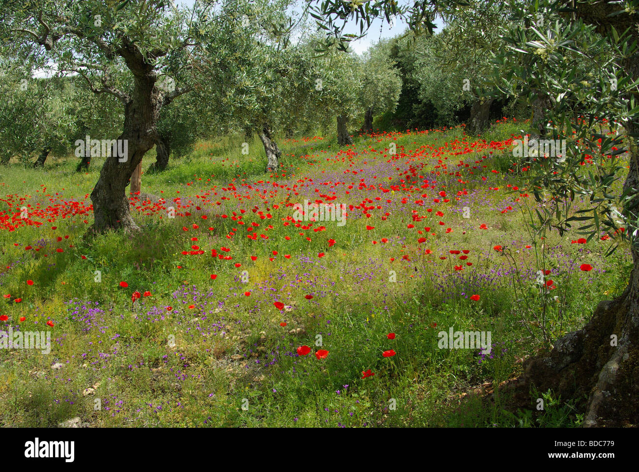 Mohn unter Olivenbaum poppy and olive tree 12 Stock Photo