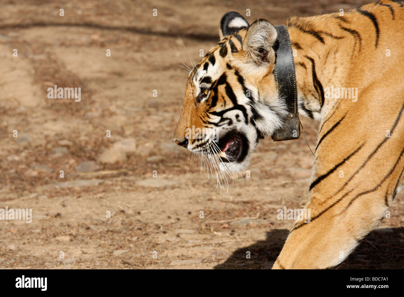 Bengal Tiger Panthera tigris at Ranthambhore wearing a radio tracking collar Stock Photo