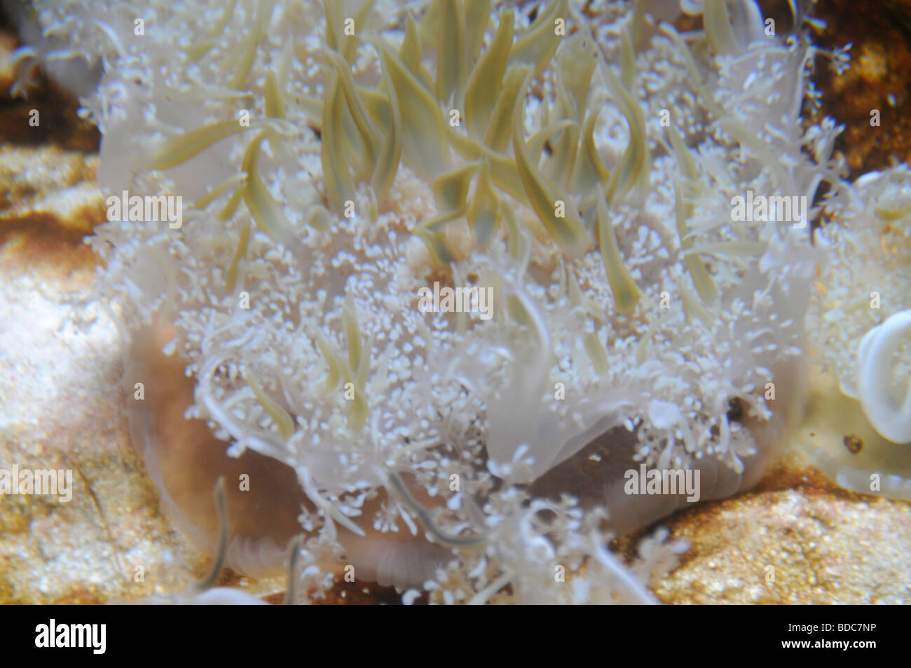 Upside-down Jellyfish Stock Photo