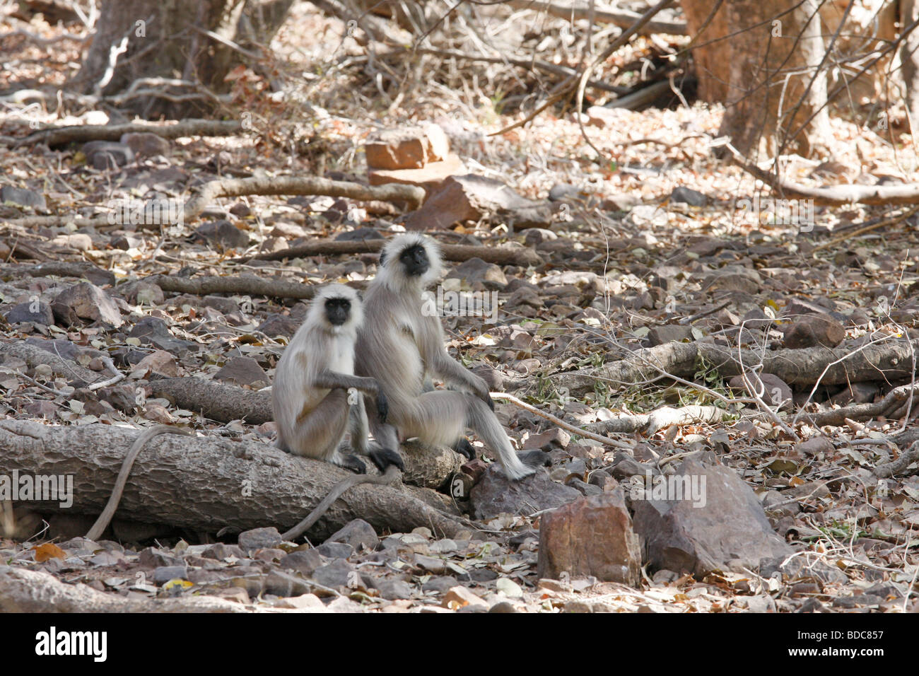 Hanuman langur monkeys Presbytis entellus at Ranthambhore Tiger Reserve Rajasthan India Stock Photo