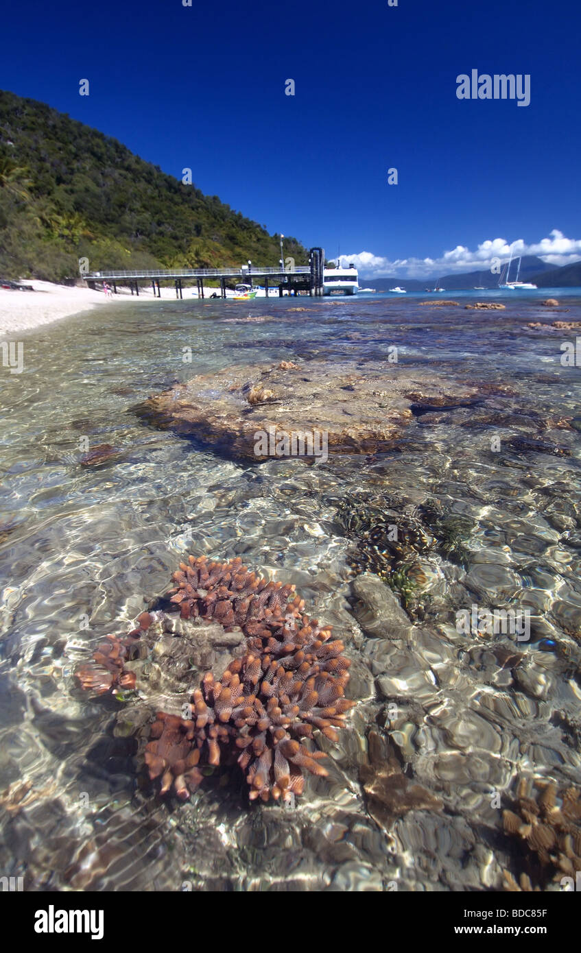 Coral and jetty at Fitzroy Island National Park, Great Barrier Reef Marine Park, Queensland, Australia Stock Photo