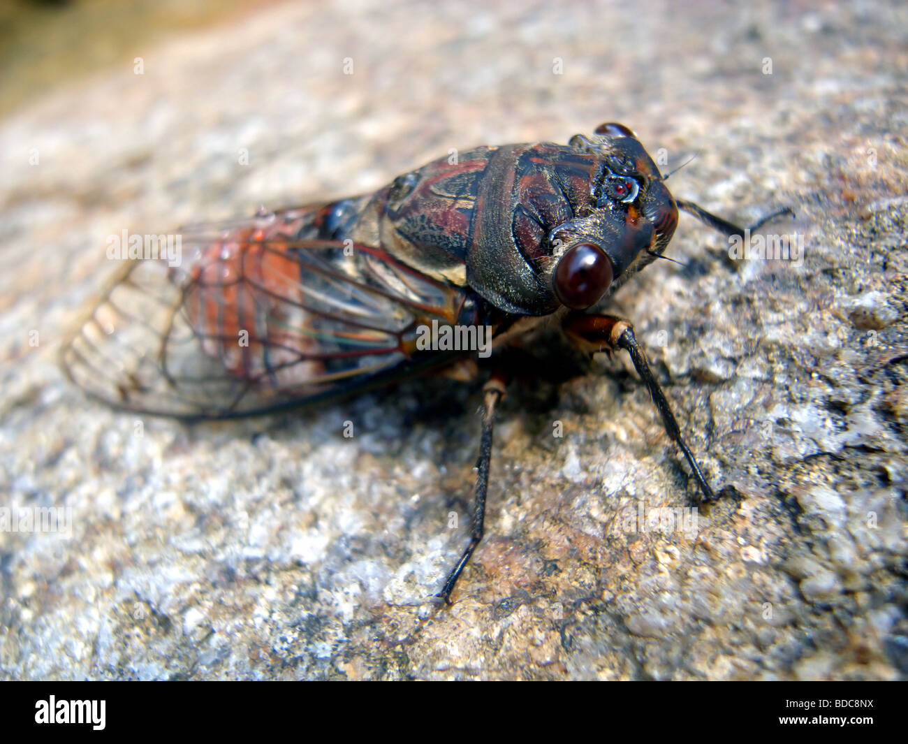 Australia's largest cicada, the double drummer cicada (Thopha saccata), female, north Queensland Stock Photo