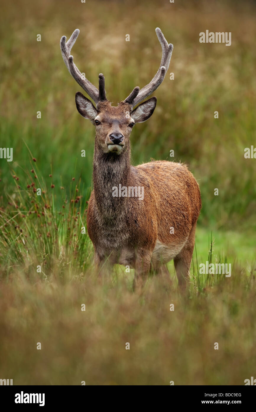 Highland Stag with velvet antlers eating the grass in Glen Etive Scotland in early August Stock Photo