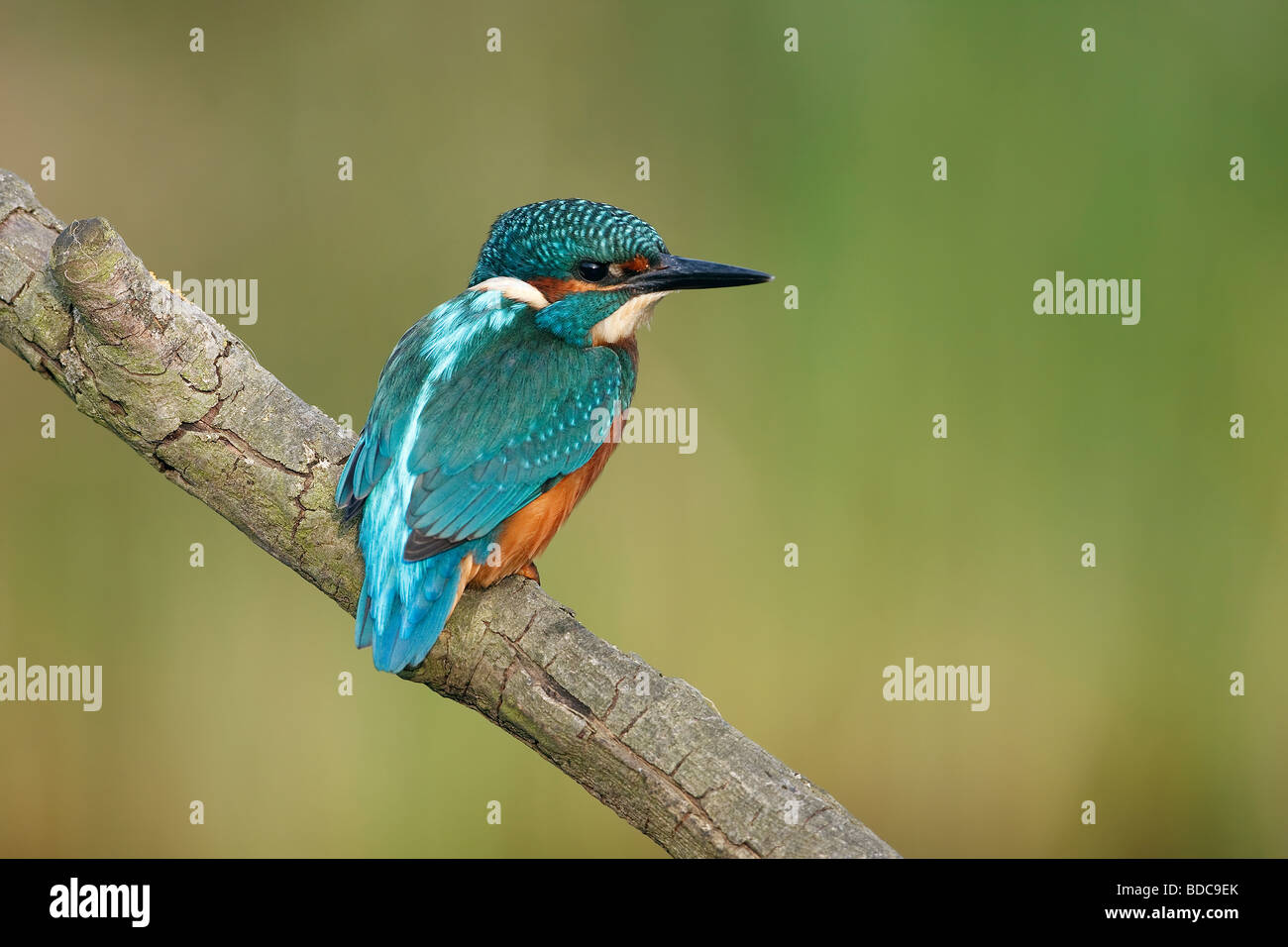 Male Common Kingfisher (Alcedo atthis) - UK Stock Photo