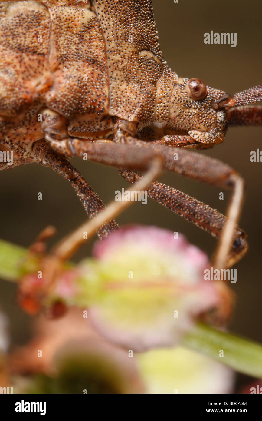Extreme closeup of shield bug or dock bug, Coreus marginatus, sitting on common sorrel (Rumex acetosa). Stock Photo