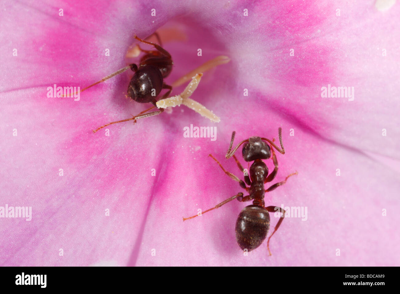Lasius spec ants feeding on a phlox flower. Stock Photo