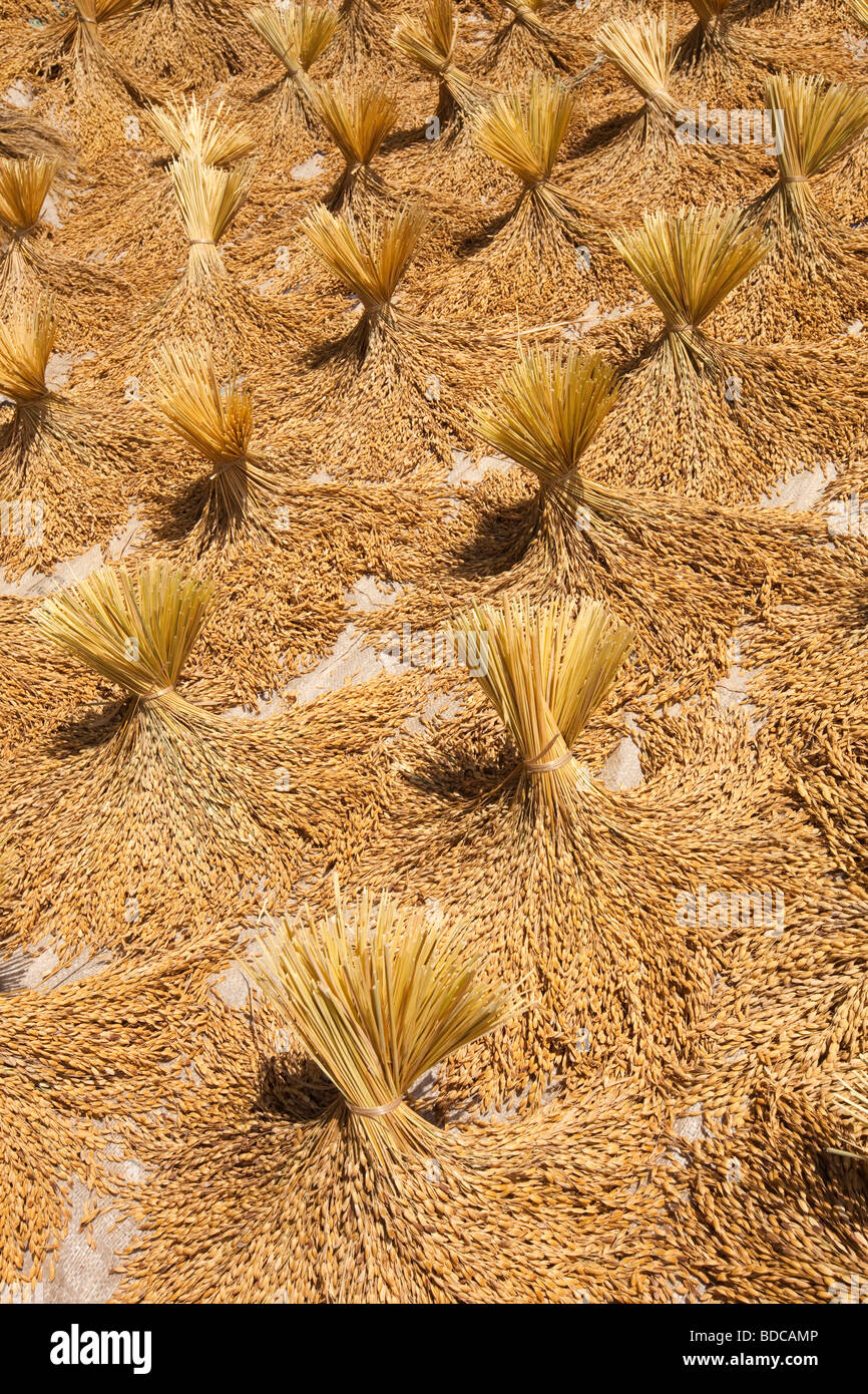 Indonesia Sulawesi Tana Toraja Lokkomata black rice harvest bunches of cut ripe grain drying in sun Stock Photo