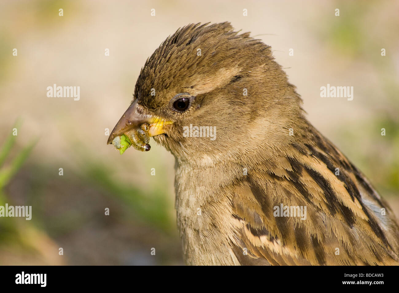 Wild bird in a natural habitat Wildlife Photography Stock Photo Alamy