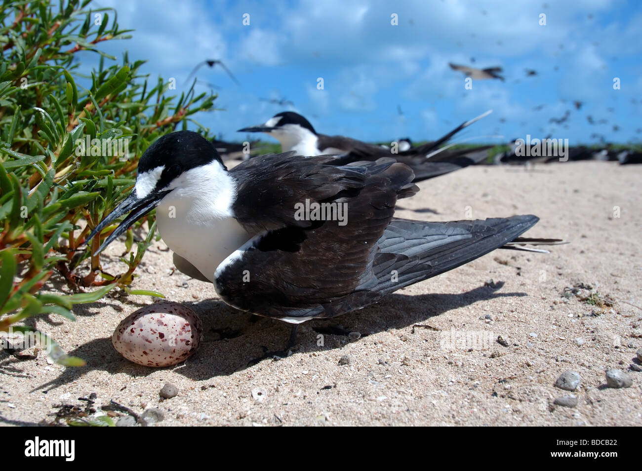 Sooty tern (Sterna fuscata) on egg, Michaelmas Cay National Park, Great Barrier Reef Marine Park, Queensland, Australia Stock Photo