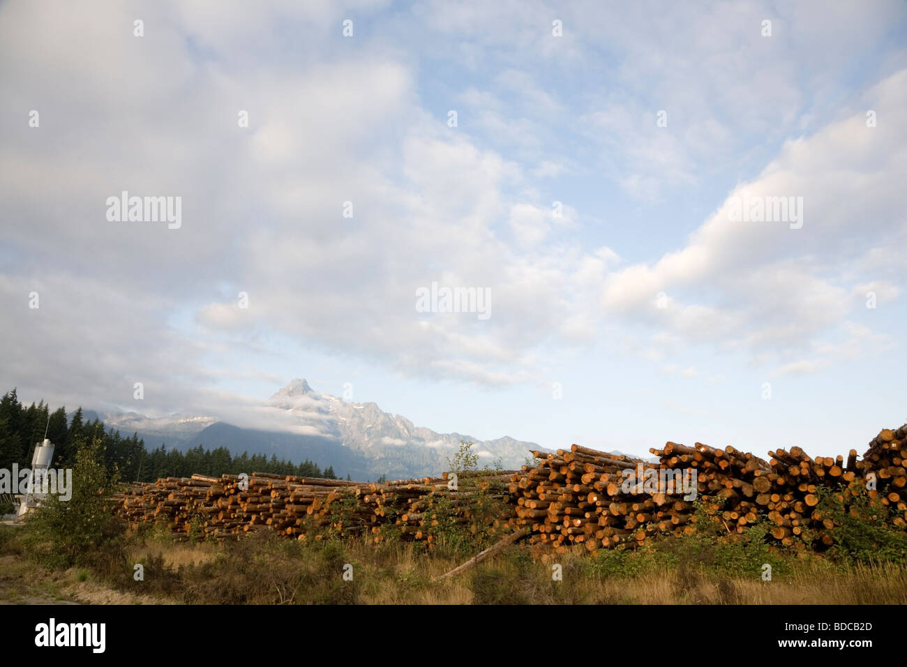 Log Yard at Hampton Lumber Mill Darrington Washington Early Morning Whitehorse Mountain in the background Stock Photo