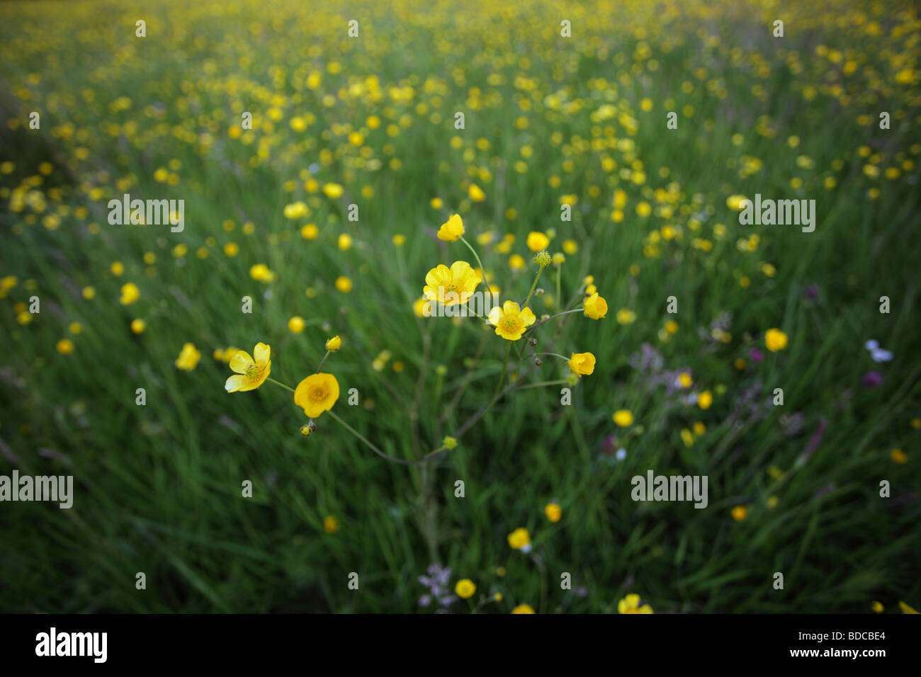 Buttercups growing in a field, UK Stock Photo Alamy