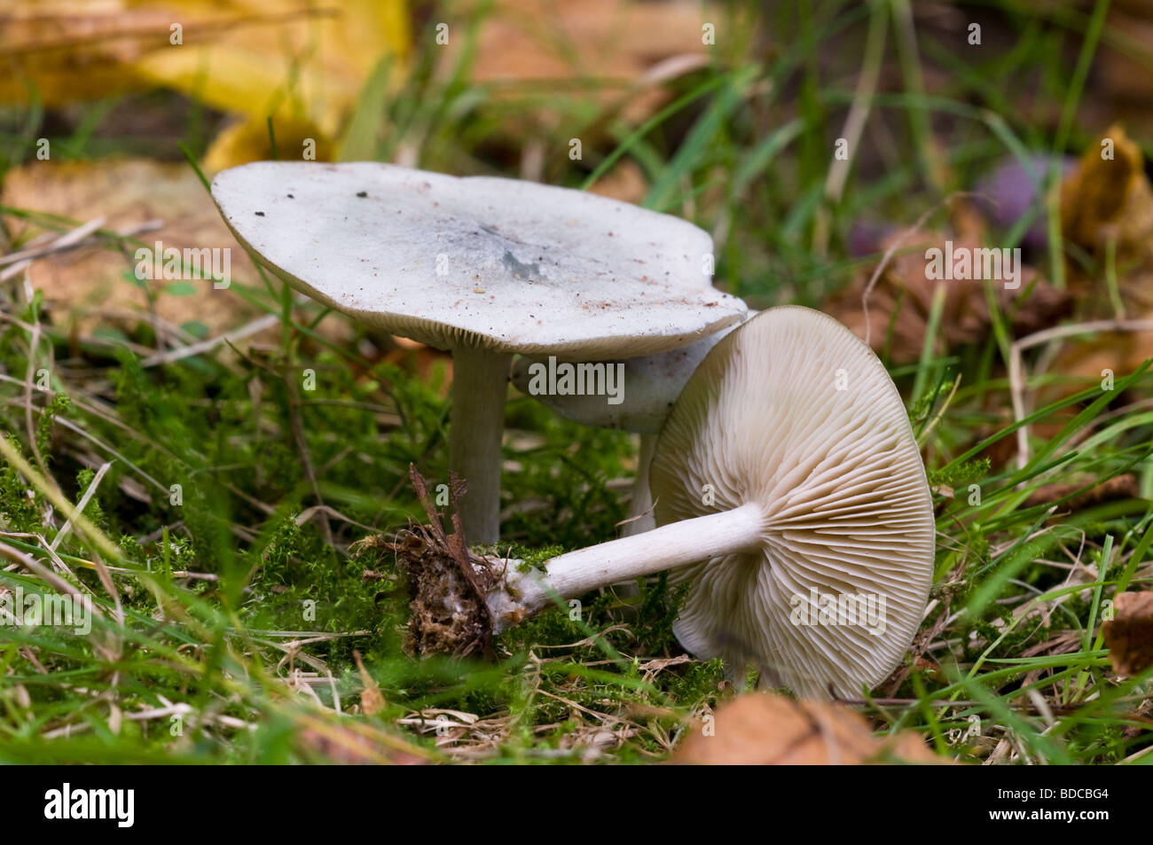 Fragrant Funnel Clitocybe fragrans Stock Photo