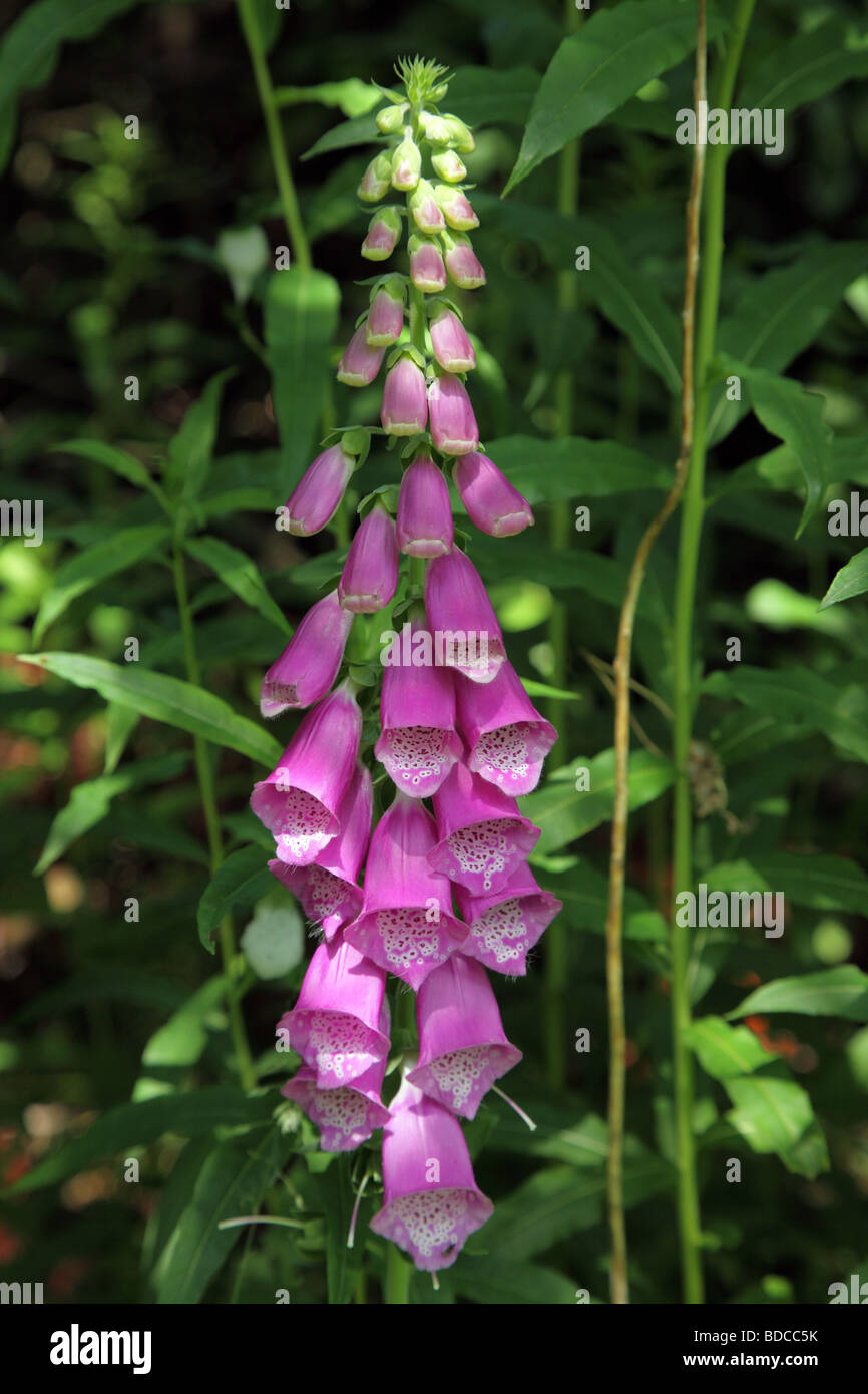 Foxglove uk hi-res stock photography and images - Alamy