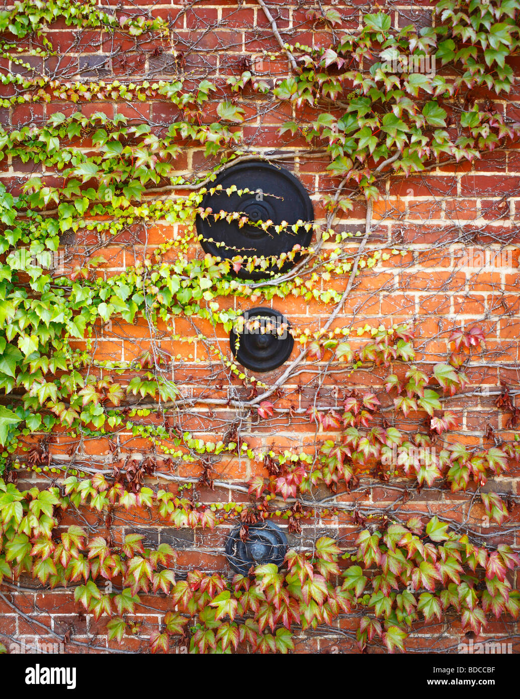 Ivy covered wall with Iron fixings. Stock Photo