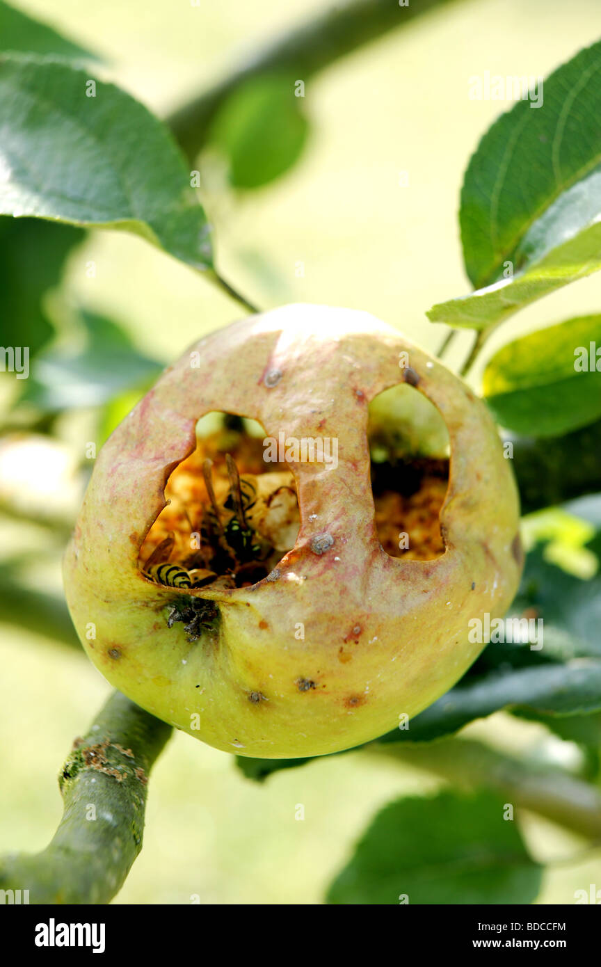 wasps eating the inside of an apple hanging in an apple tree Stock