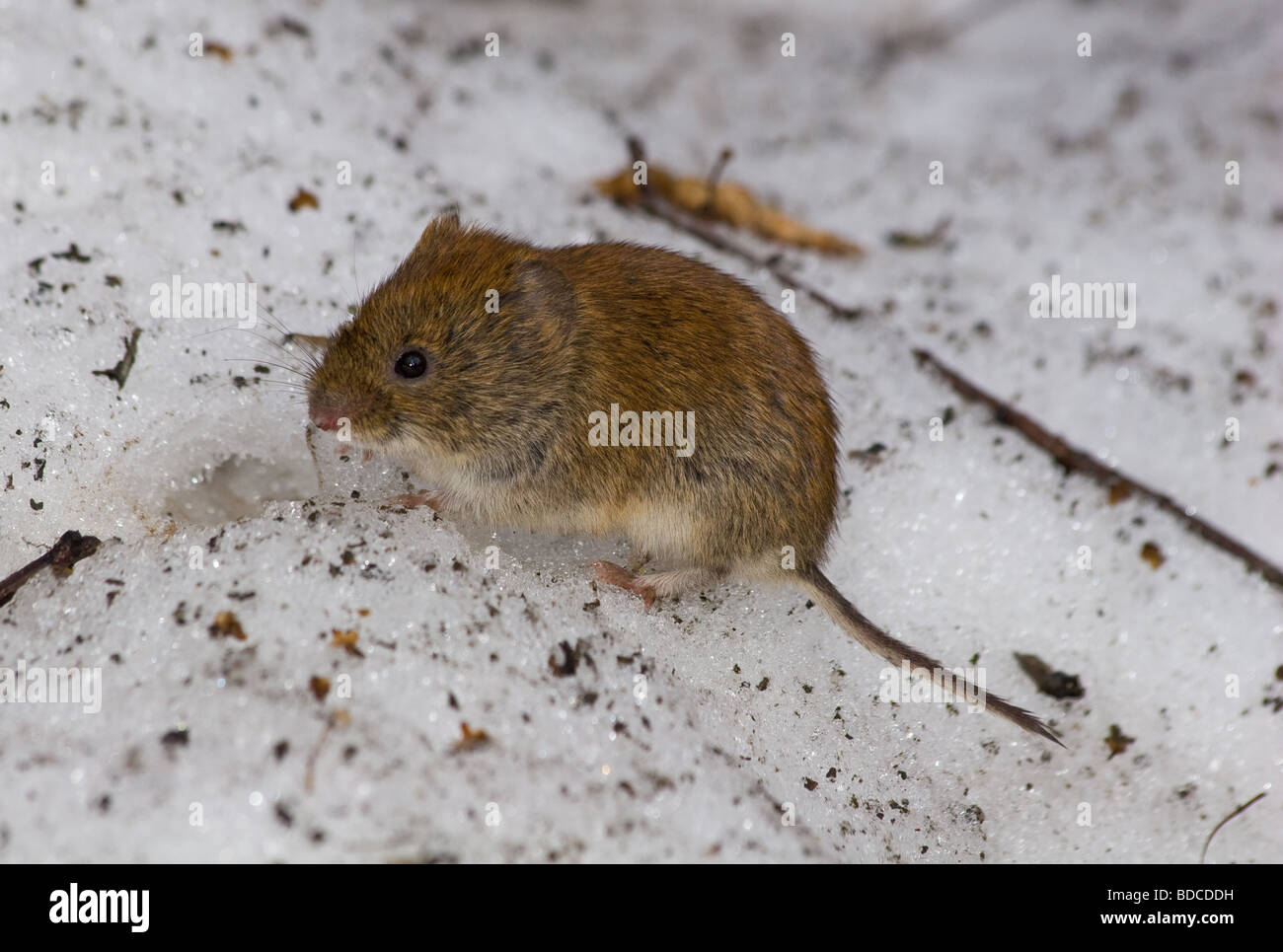 The wild field mouse in city park Stock Photo Alamy