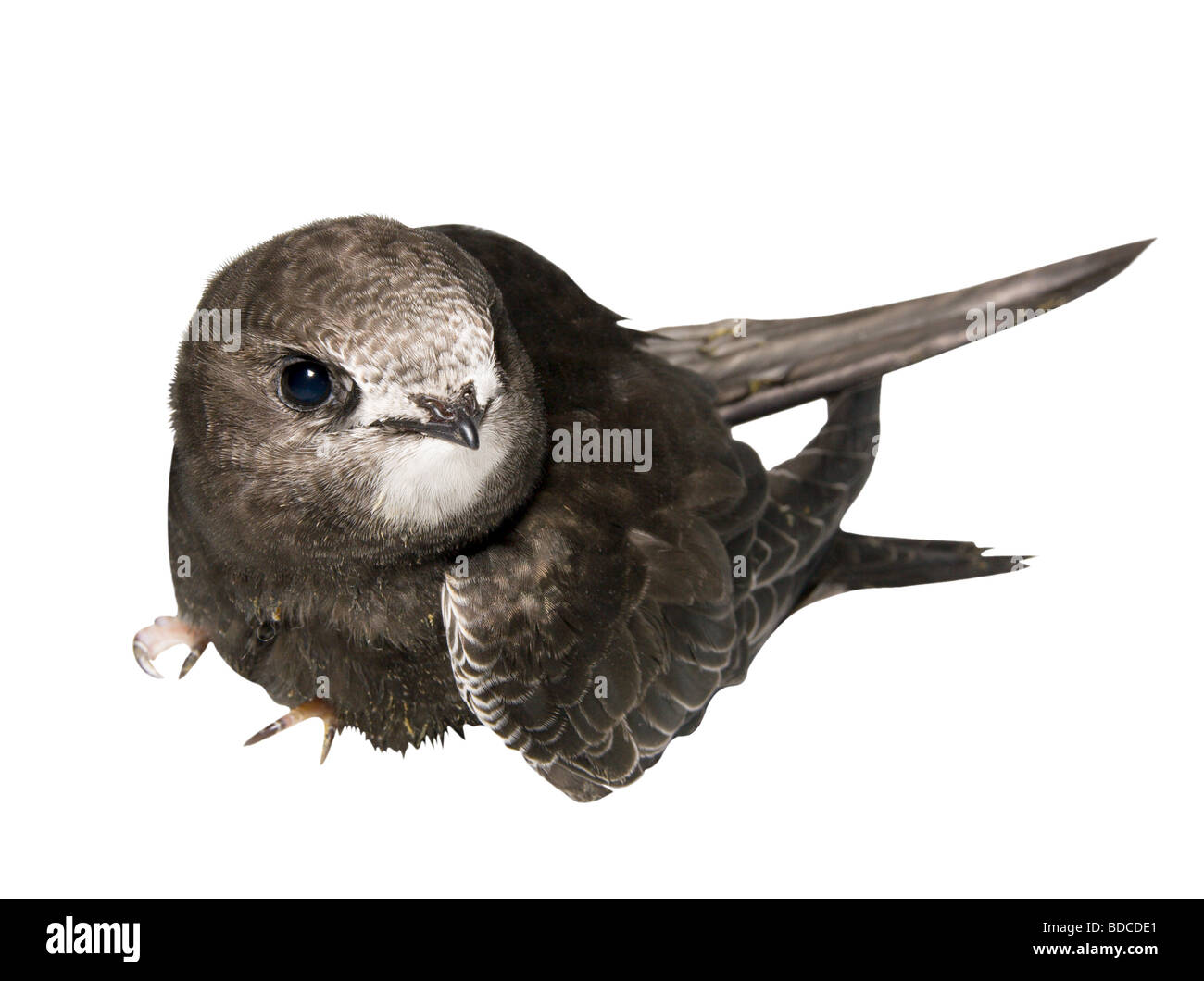 Young baby bird of the swift isolated on a white background Stock Photo