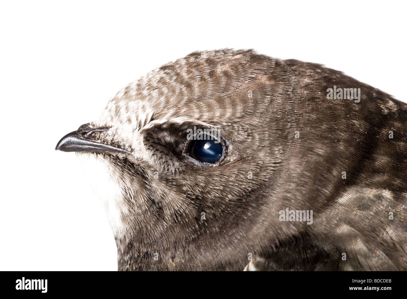 Young baby bird of the swift isolated on a white background Stock Photo
