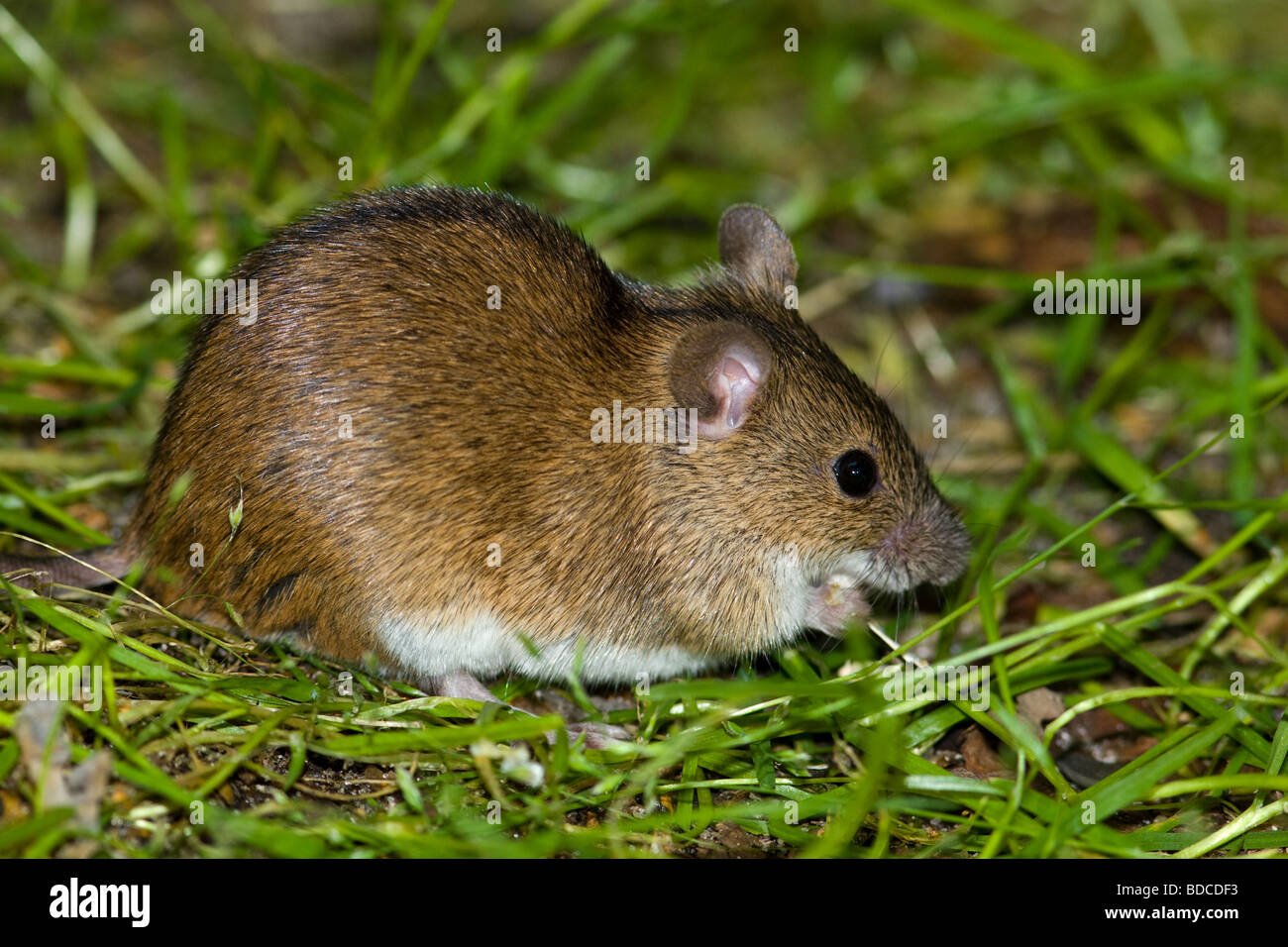 City mouse animal hires stock photography and images Alamy