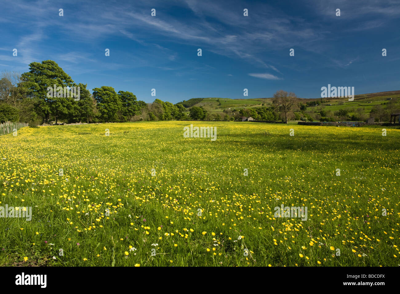 Buttercup Meadows near Reeth Swaledale Yorkshire Dales England Stock Photo