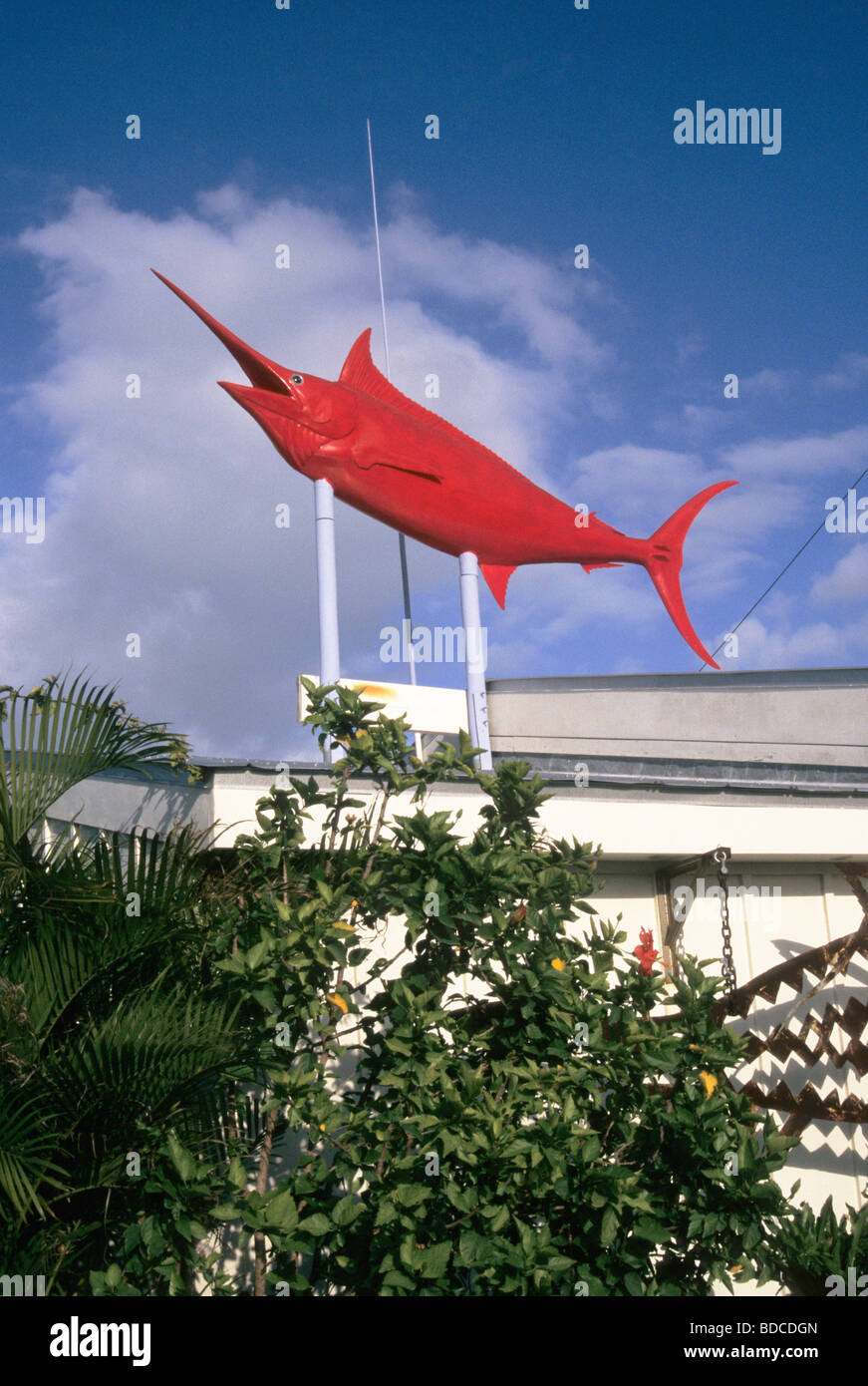 Red marlin fish Clearance