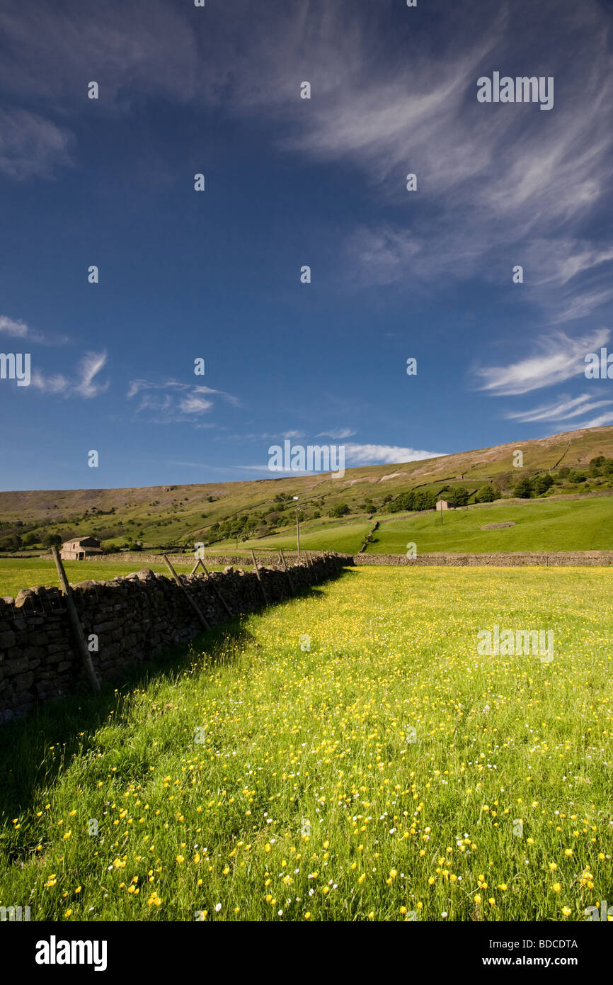 Buttercup Meadows near Reeth, Swaledale, Yorkshire Dales, England Stock Photo