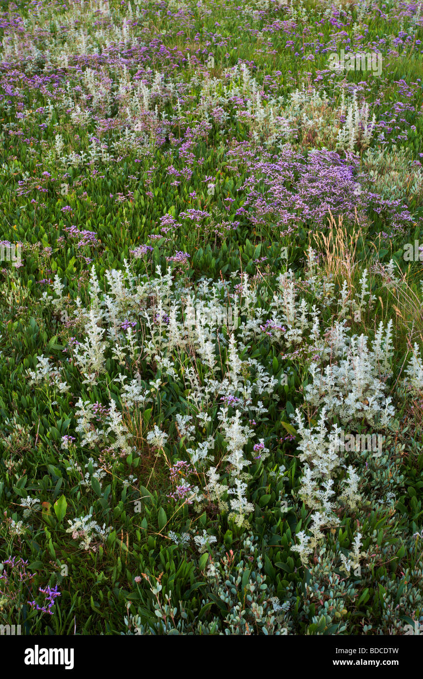 A study of the Saltmarshes near Burnham Deepdale on the North Norfolk Coast with Sea Lavender in full bloom Stock Photo