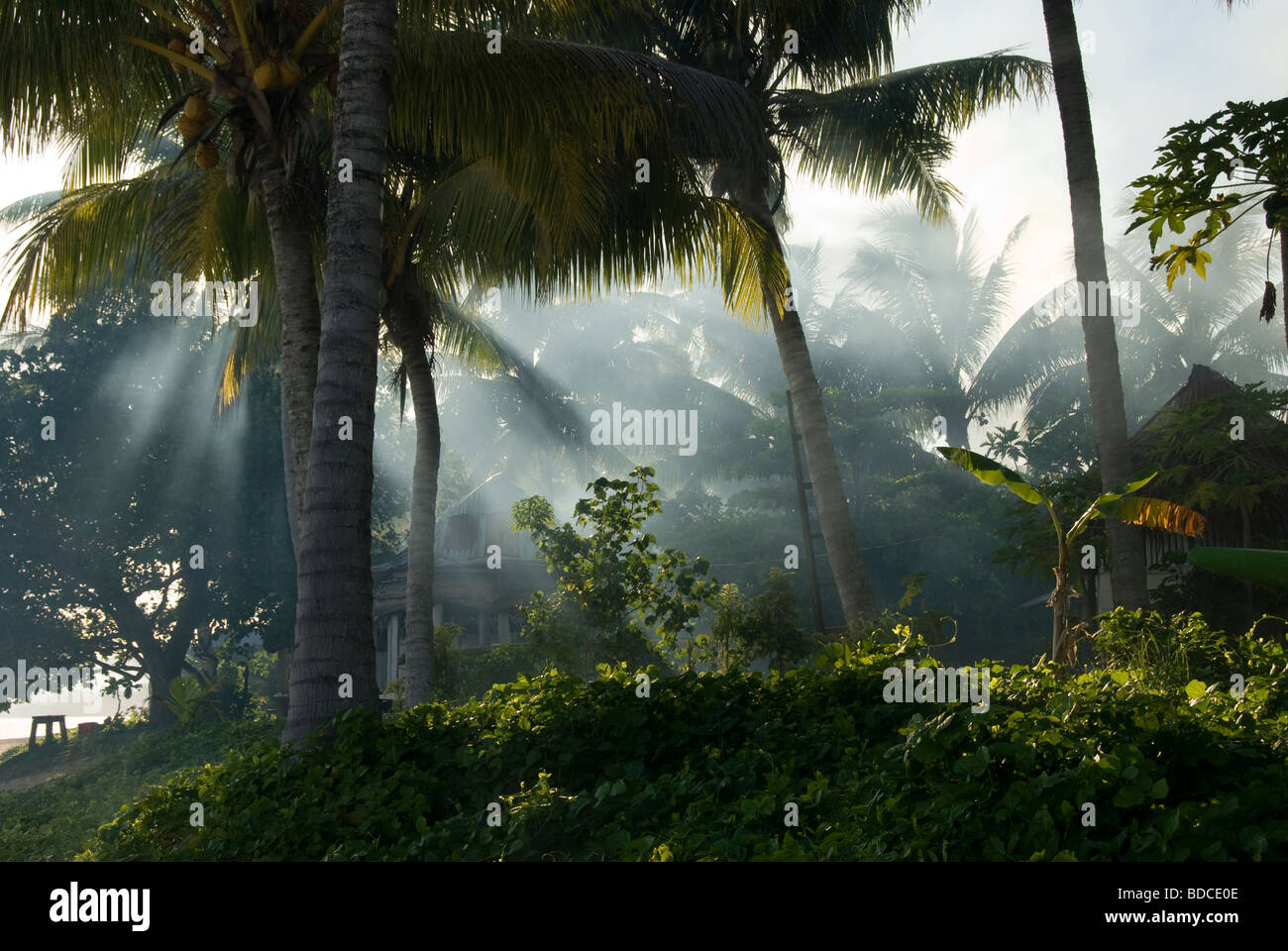 Suns rays though smoke under coconut trees, Manase, Savai'i Island, Western Samoa Stock Photo