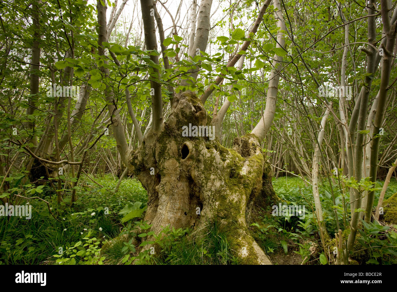 Ancient Overgrown Tree Stump, Bradfield Wood, Berkshire, UK Stock Photo