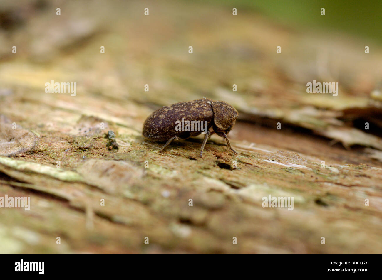 Death watch beetle Xestobium rufovillosum: Anobiidae in its alarmed pose with its head tucked protectively beneath its pronotum Stock Photo