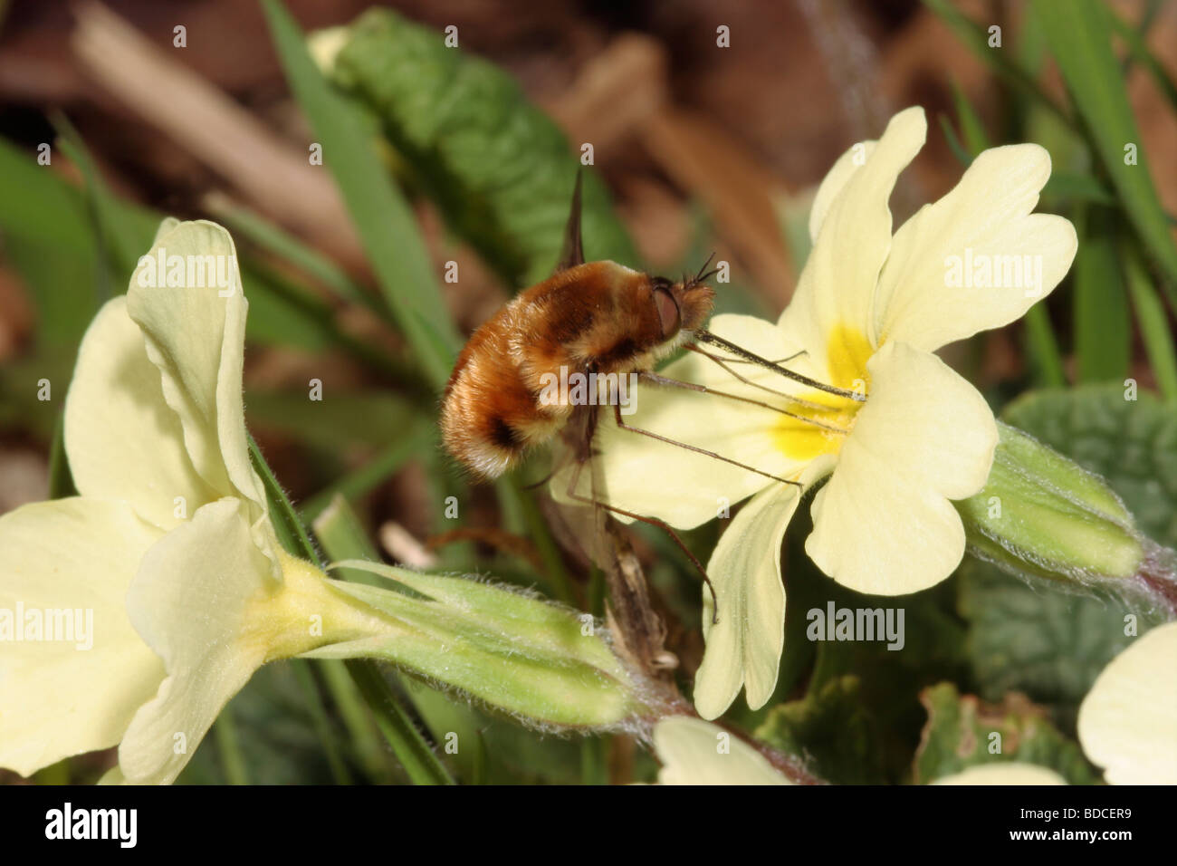 Dark edged bee fly Bombylius major Bombyliidae feeding at a primrose Primula vulgaris UK Stock Photo