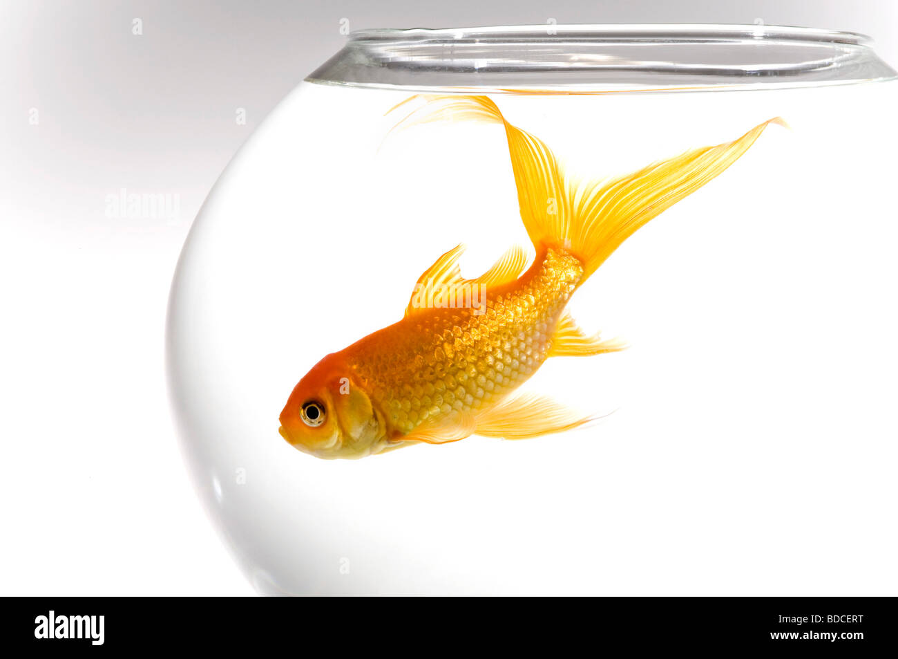 Horizontal close up of a bright orange goldfish [Carassius auratus] in a round fish bowl against a white background Stock Photo