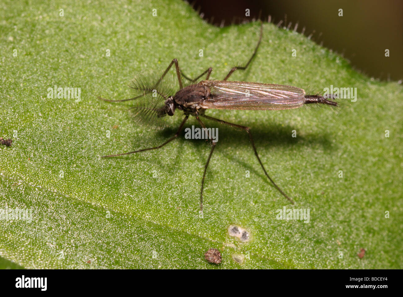Non biting midge Chironomus plumosus Chironomidae male showing feathery antennae UK Stock Photo