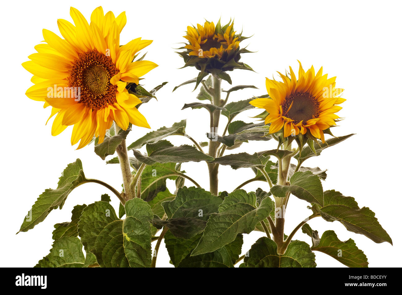 sunflower isolated on a pure white background Stock Photo - Alamy